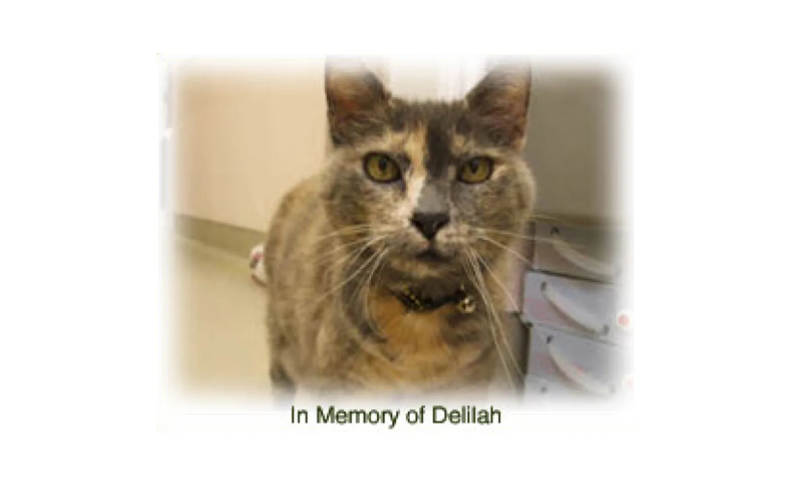 A cat named Delilah